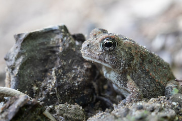 Toad covered in sand with open eye