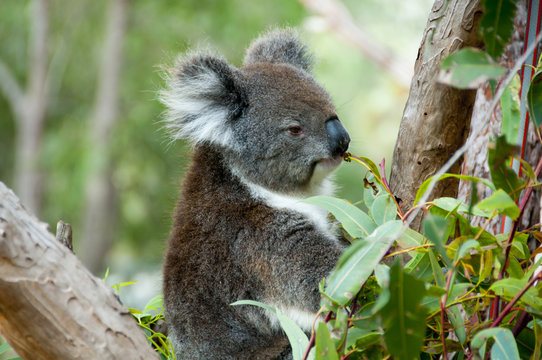 Koala on Eucalyptus Tree - Australia