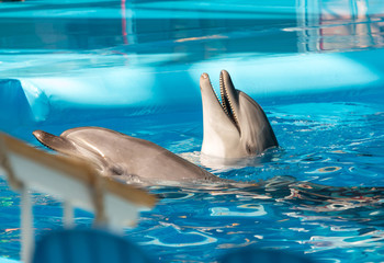 Obraz premium trained dolphin in the pool