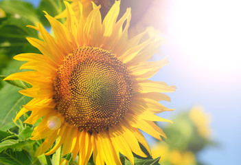 Obraz premium Beautiful sunflower against blue sky