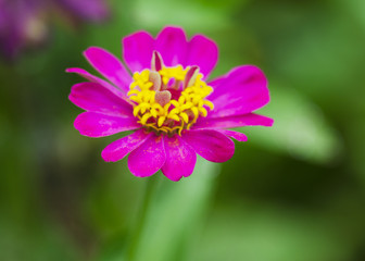 Close up of Pink flower blooming in the green nature backgrounds