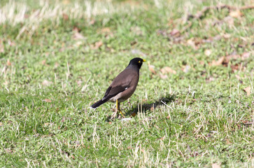 Myna birds, on the grass, sunbeams, park