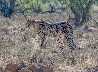 Fototapeta na wymiar Juvenile Cheetah