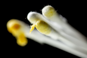 wand with earwax isolated on a black background