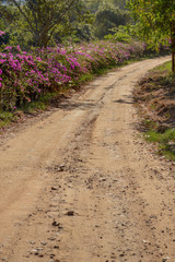 dirt road with grass and pink flowers beside