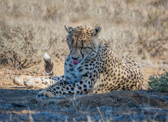 Juvenile Cheetah
