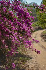 Obraz premium dirt road with grass and pink flowers beside