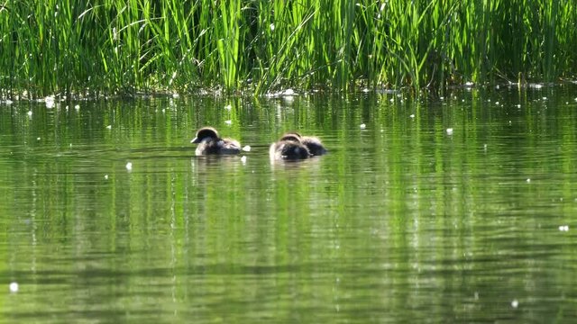 adult and baby common goldeneye ducks on a pond in grand teton national park, usa