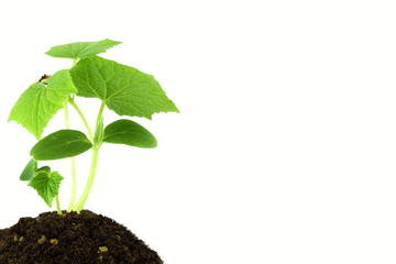young cucumber plant growing 