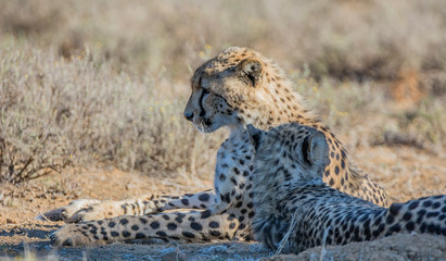 Juvenile Cheetahs