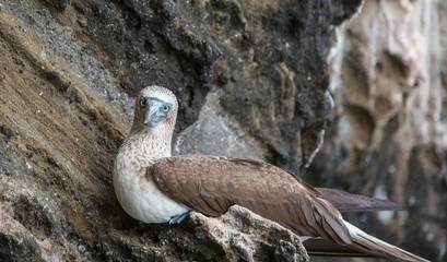 Blue footed booby