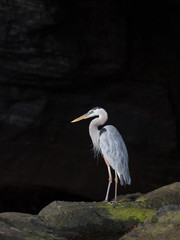 Blue Heron