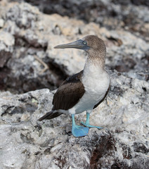 Blue Footed Booby