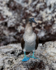 Blue Footed Booby