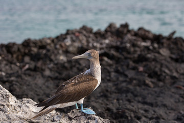 Galapagos wildline in nature