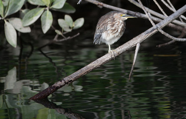 Galapagos wildline in nature