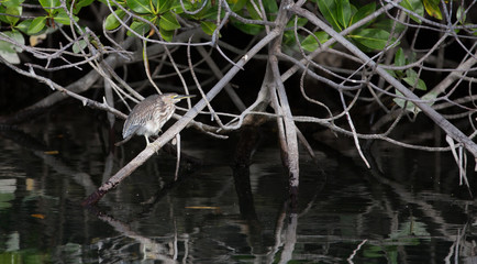 Galapagos wildline in nature
