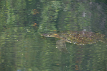 Galapagos wildline in nature