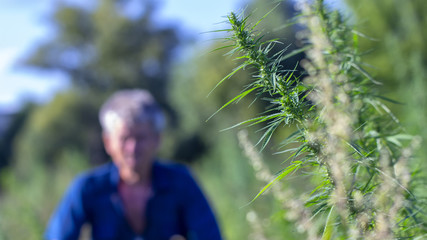 Wild hemp. Close-up. Young green plant selective focus