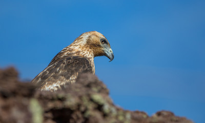 Galapagos wildline in nature
