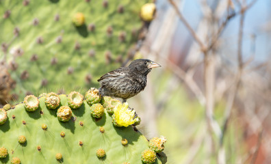 Galapagos wildline in nature