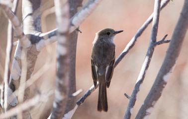 Galapagos wildline in nature