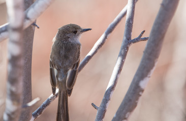 Galapagos wildline in nature