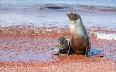 Galapagos wildline in nature