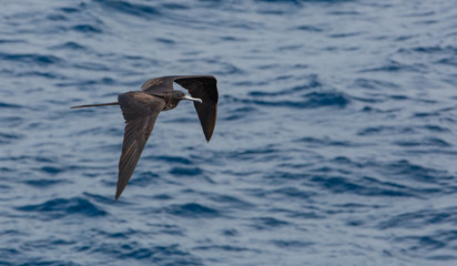 Galapagos wildline in nature