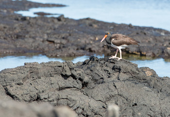 Galapagos wildline in nature