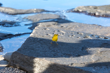 Galapagos wildline in nature