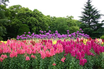 満開のキンギョソウとアリウム咲く情景