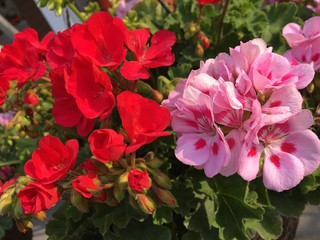 pink and red geraniums