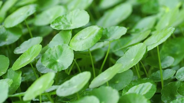 asiatic pennywort green