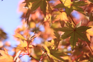 紅葉季節の秋モミジ