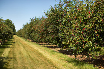 Cherry Orchard
