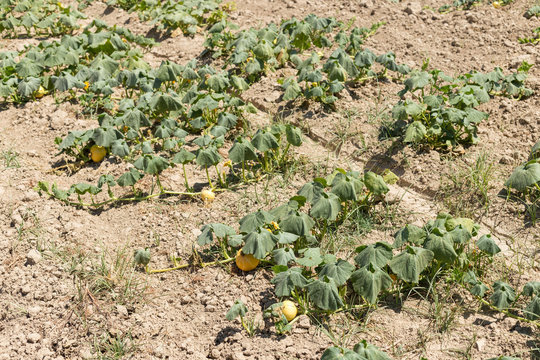 Field with pumpkins under the sun