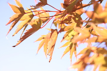 空に浮かぶ紅葉季節の秋モミジ