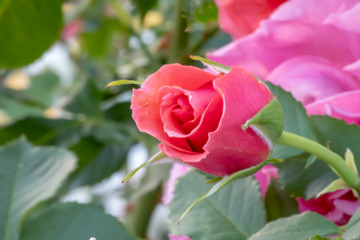 Roses growing in a test garden.
