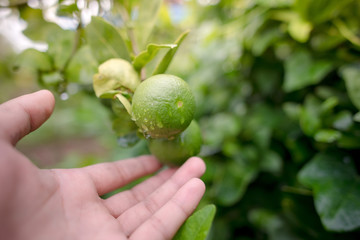 Lemon in the rain garden