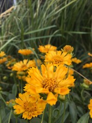 Yellow tickseed flower