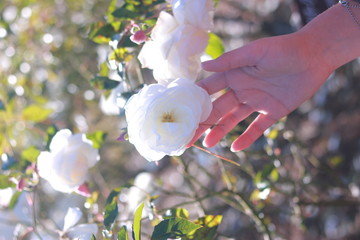 白い花を掴む手