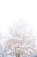 Fototapeta na wymiar 雪をまとって立つ木