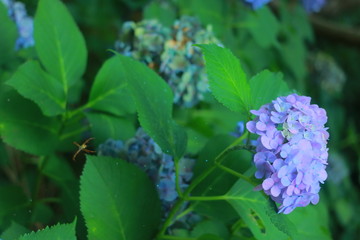 紫陽花の花言葉