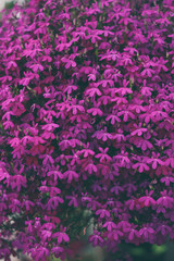 Fototapeta premium Flores moradas