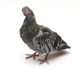 portrait of a dove on a white background