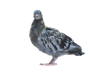 portrait of a dove on a white background