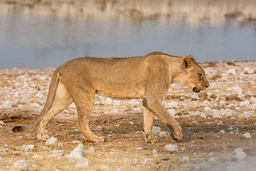 Female Lion
