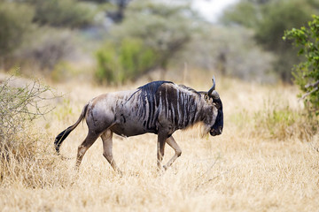 Fototapeta na wymiar Lone Wildebeest in Africa