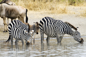 Fototapeta na wymiar Herd of wild zebra drinking at waterhole
